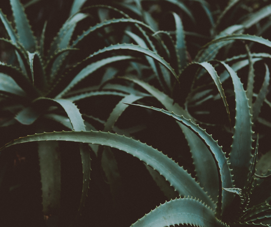 Aloe Vera : the key of our self-tanners